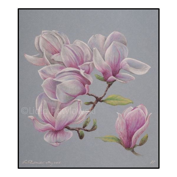 Flowers - Magnolies Pastels
