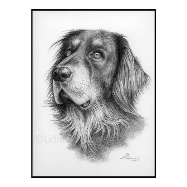 Soft Pencil, Dog